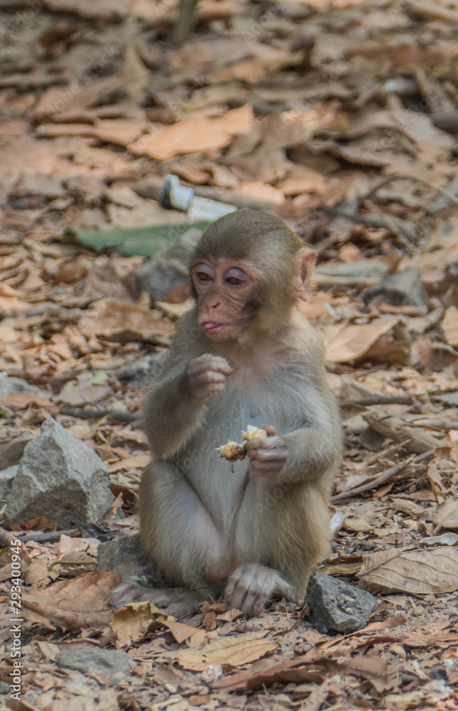 Monkeys in the wild in Myanmar