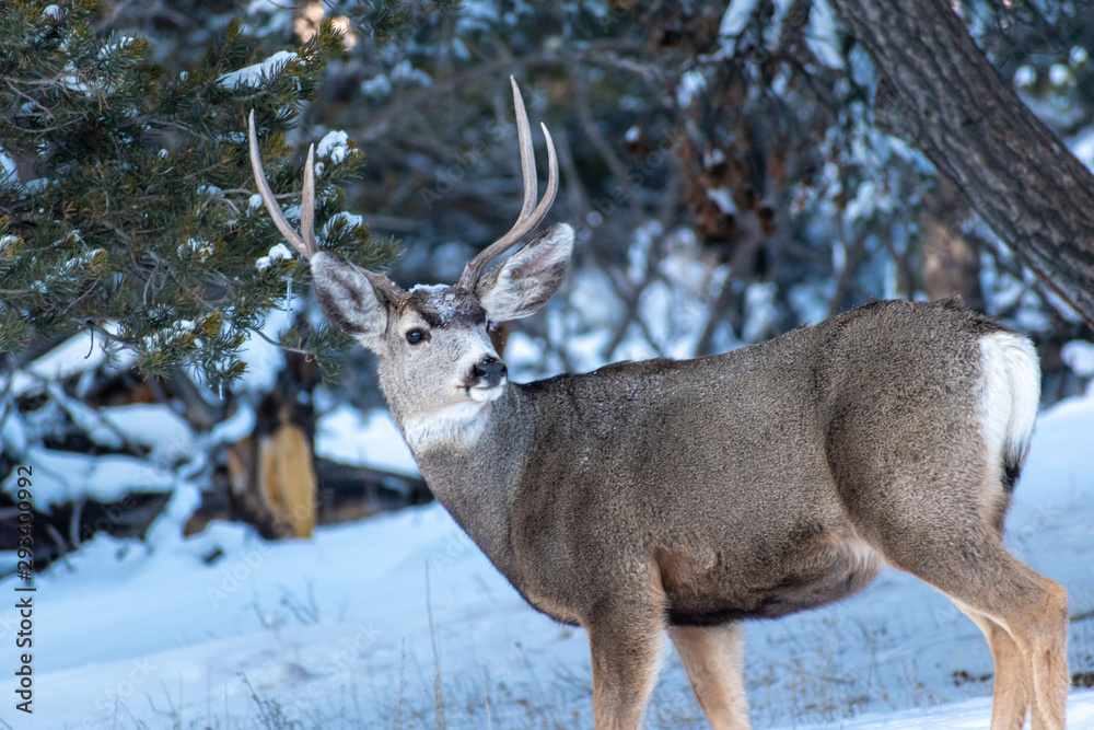 Obraz premium Deer in Snowy Woods