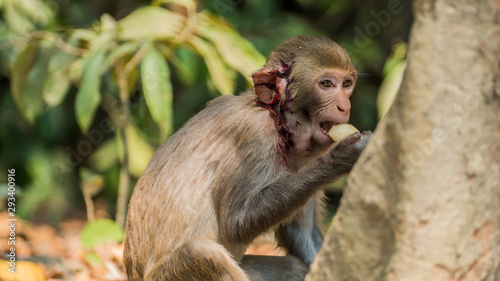 Monkeys in the wild in Myanmar © Dragonfly