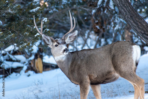 Deer in Snowy Woods