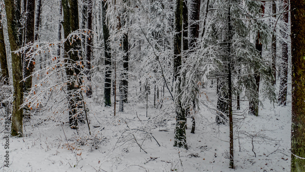 Fototapeta premium Beautiful snow landscape in Germany