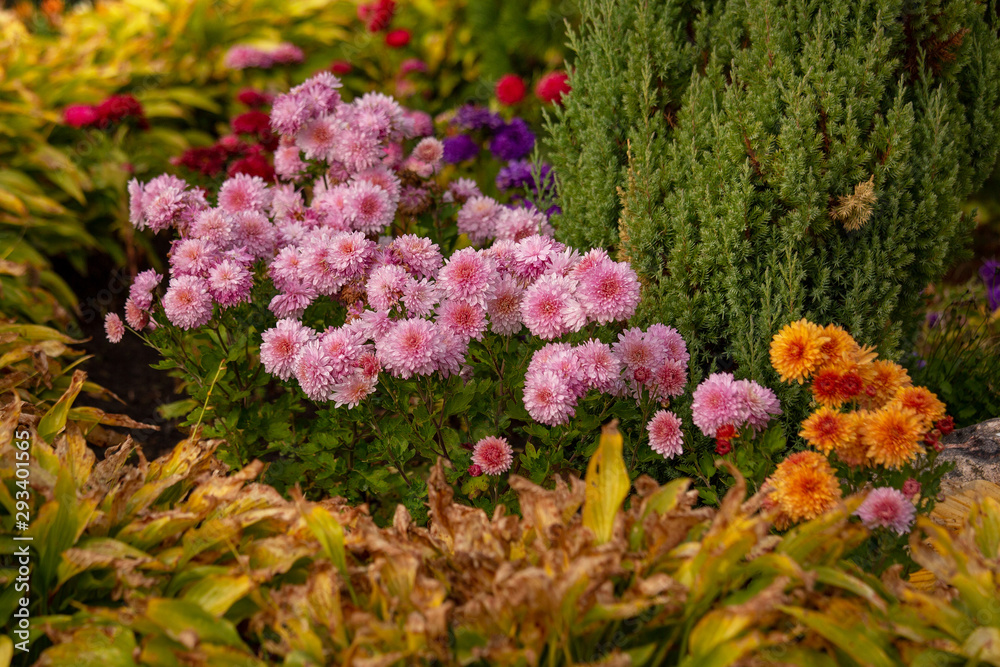 Obraz premium Beautiful bright autumn flower bushes in landscape design. Flower bed with pink chrysanthemums in the garden closeup. Autumn chrysanthemum flowers in the city Park.