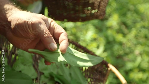 extreme close up of a hand showing a harvested leaf probably kept in a basket.J.A photo