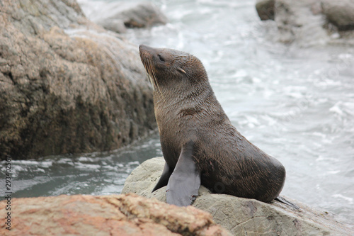 Fur seal chilling at the Pacific Ocean on the South Island of New Zealand