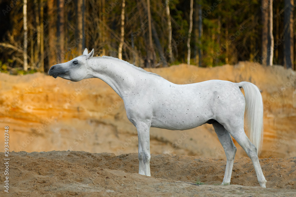 Gray Arabian horse on a sandy background, portrait in profile view