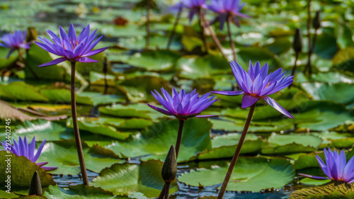 Purple-colored flowers on a lake