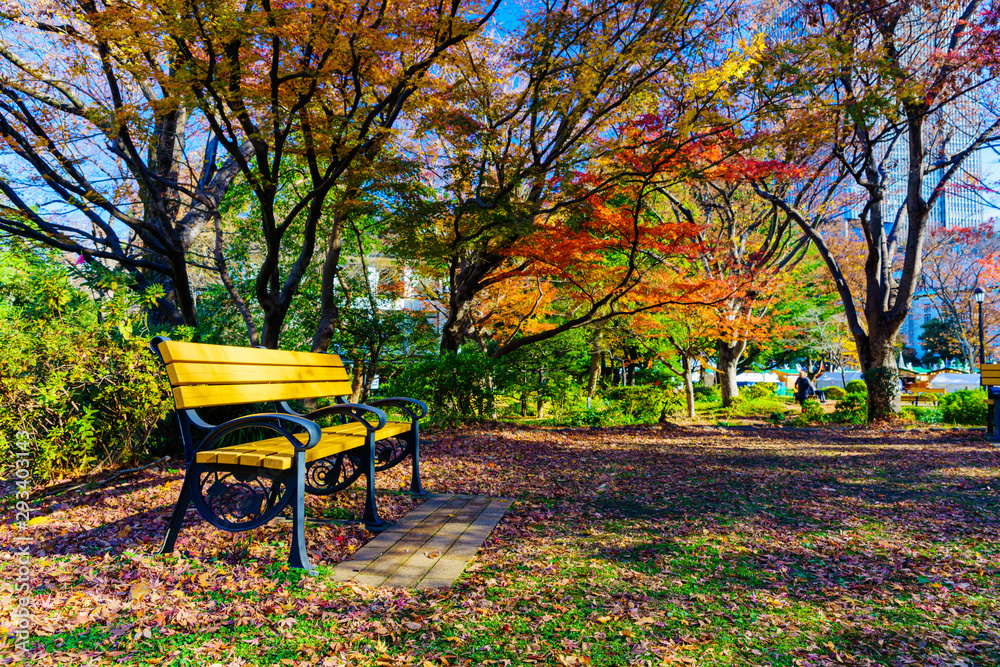 Landscape of Japanese autumn color leaves and bench in autumn Japan