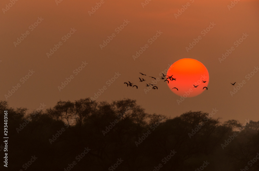 Birds returning home during Sunset seen at Bharatpur,Rajasthan,India Birds returning home during Sunset seen at Bharatpur,Rajasthan,India