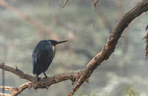 rare and elusive Black Bittern  seen at Bharatpur Rajasthan India