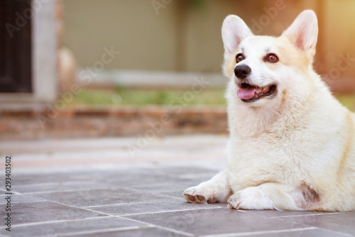 Corgi dog sitting in a house  animal relax in summer sunny day