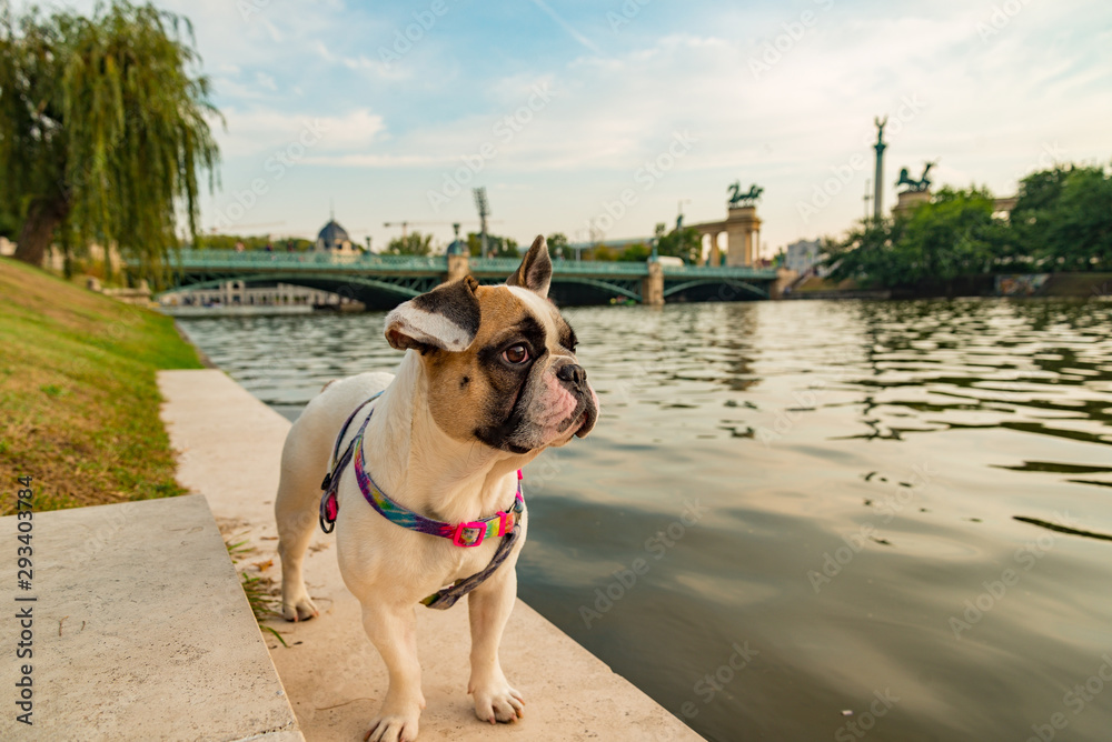 a cute bulldog with pride colors in Budapest heroes square