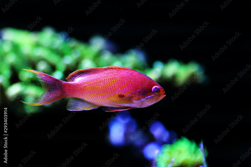 Obraz premium Lyretail Male Anthias - (Pseudanthias squamipinnis) 