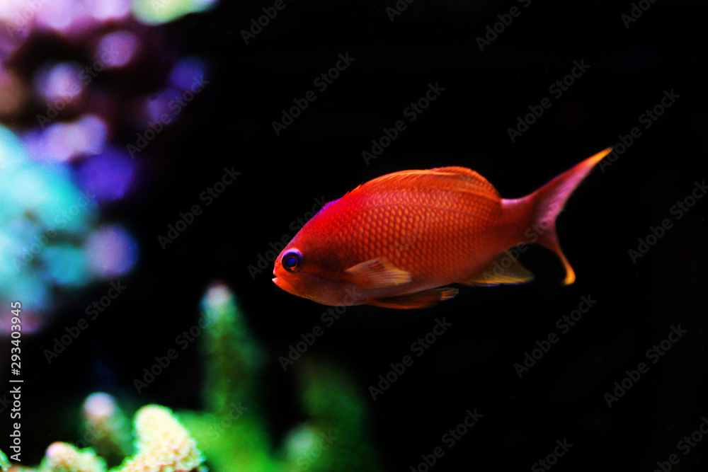 Lyretail Male Anthias - (Pseudanthias squamipinnis) 