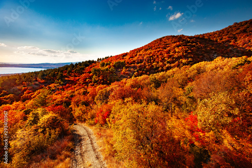 Autumn landscape beautiful colored trees. Wonderful picturesque background. Selective focus. © Anna