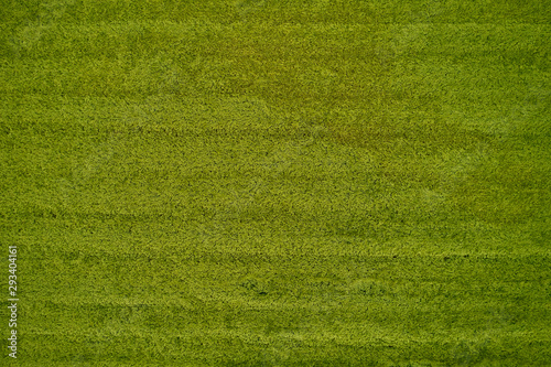 Aerial view of a grass plantation. Grass meadows top view.