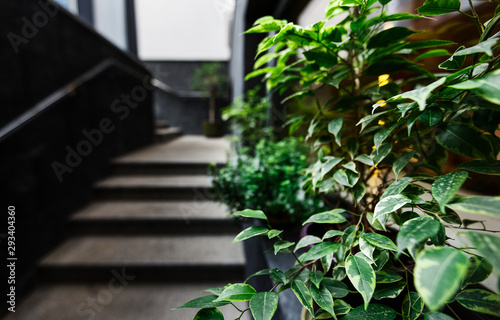 Fresh green plants in pot decorate modern stairs to cafe
