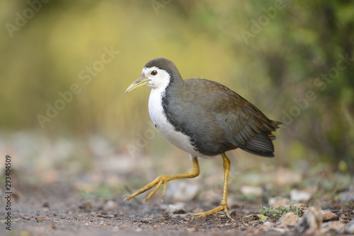 White-breasted Waterhen seen at Bharatpur,Rajasthan,India