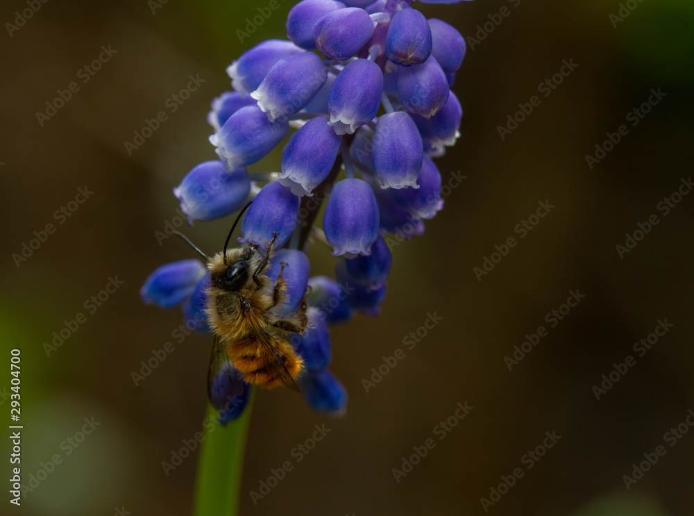 Red Mason Bee (Osmia bicolrnis) - male Red Mason Bee (Osmia bicolrnis) - male