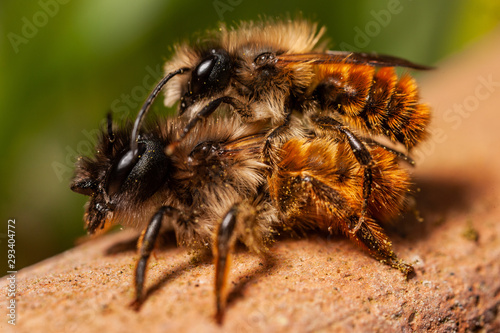Red Mason bees mating