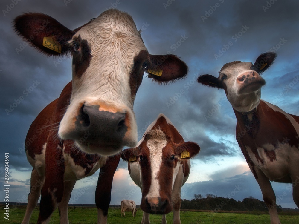 Low angle shot of three cows in the pasture with the background of the cloudy sky - obrazy, fototapety, plakaty 
