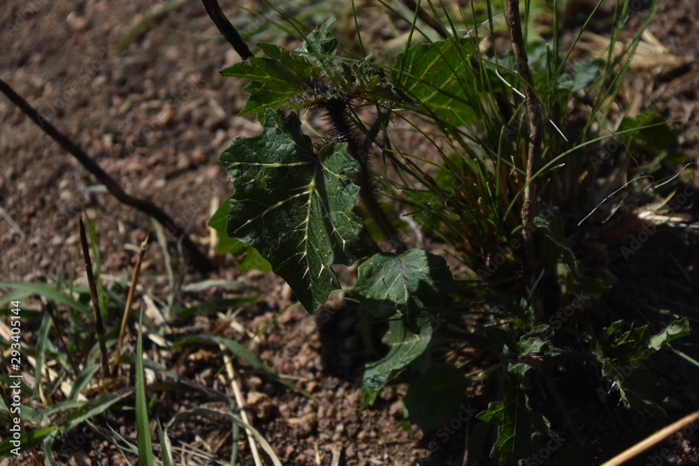 Leaf, folhagem, trekking, trilha pedra grande Leaf, folhagem, trekking, trilha pedra grande