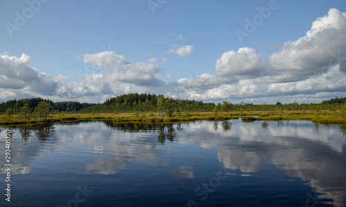 Fototapeta Naklejka Na Ścianę i Meble -  beautiful swamp lakes, swamp moss and grass, small swamp pines, beautiful cloud reflections in the water
