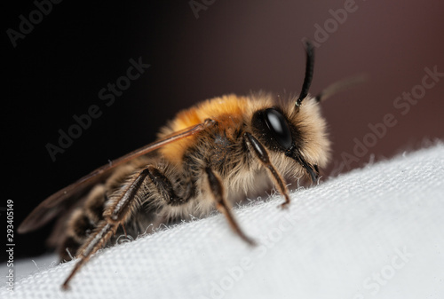 Andrea nitida solitary bee © Mark