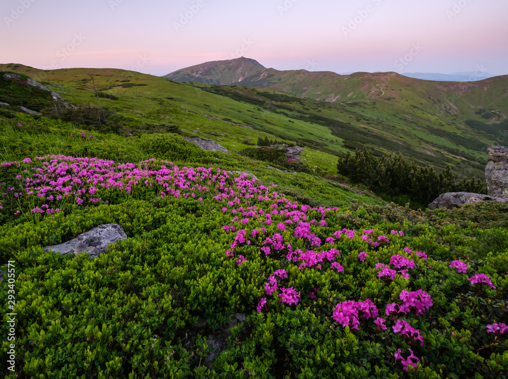 Pink rose rhododendron flowers on morning summer mountain slope. Carpathian, Ukraine.
