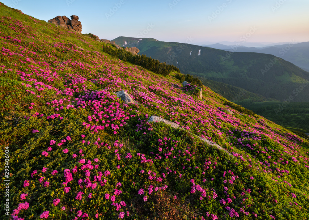 Obraz premium Pink rose rhododendron flowers on summer mountain slope, Carpathian, Ukraine.