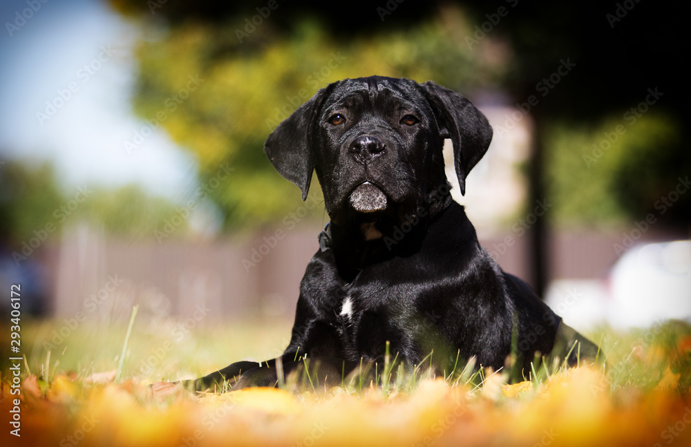 puppy on the grass in autumn, breed Cane Corso