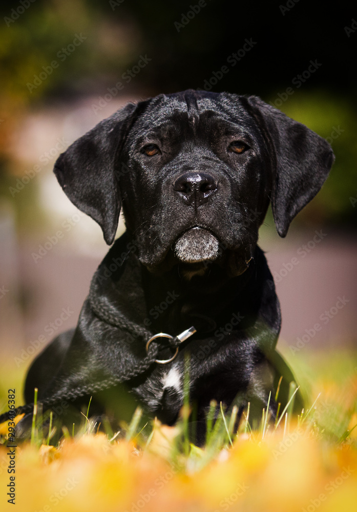 puppy on the grass in autumn, breed Cane Corso