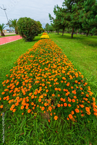 Blooming Zinnia flowers in the park, Batumi