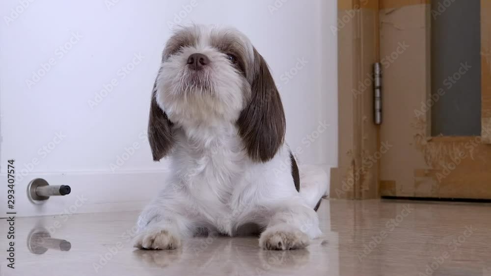 Frontal close up of a shihtzu dog that is lying on the floor and is looking around him. Frontal close up of a shihtzu dog that is lying on the floor and is looking around him.