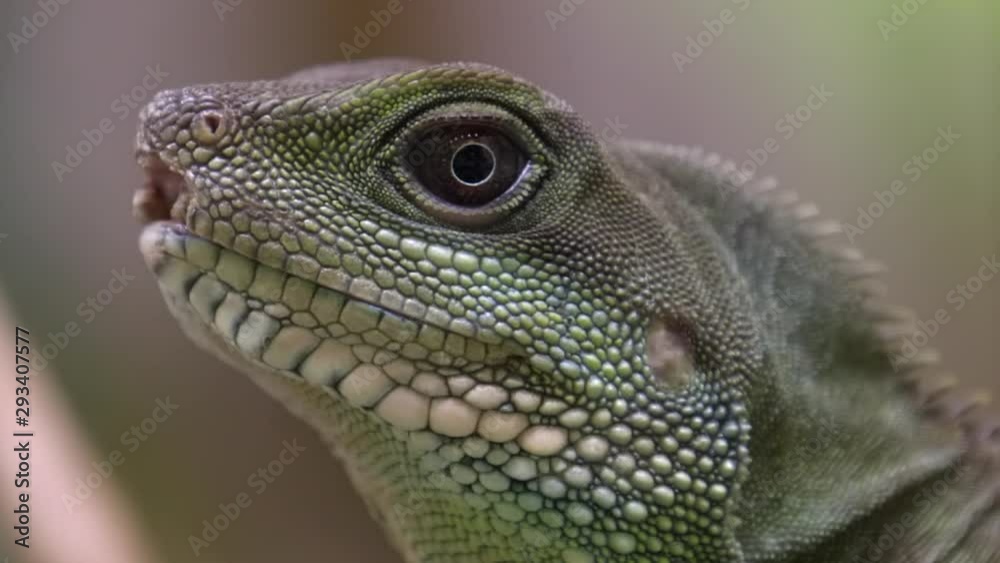 Close up of a water dragon (Intellagama lesueurii), macro shot, blurred background. Close up of a water dragon (Intellagama lesueurii), macro shot, blurred background.