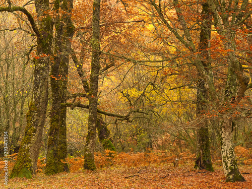 Colorful Autumn Scene in the Beech Forest