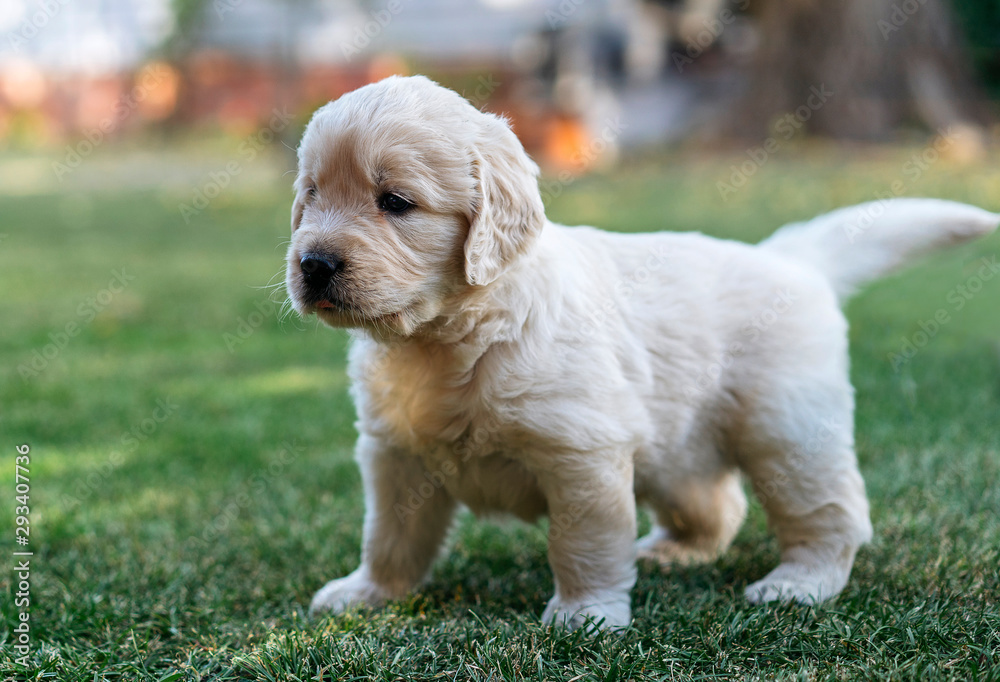 Golden Retriever puppy in the garden Golden Retriever puppy in the garden