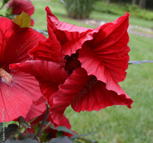 red hibiscus flower