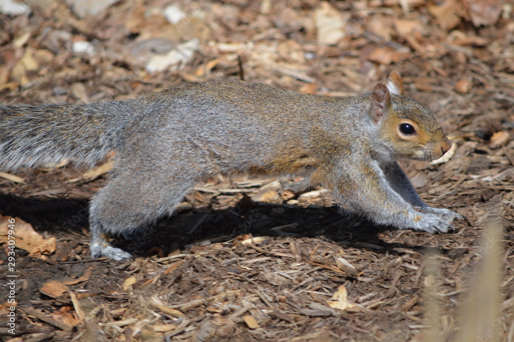 Fototapeta premium squirrel