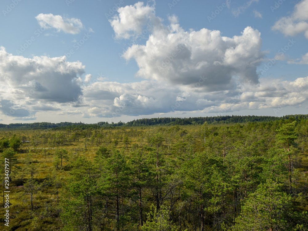 beautiful swamp lakes, swamp moss and grass, small swamp pines, beautiful cloud reflections in the water