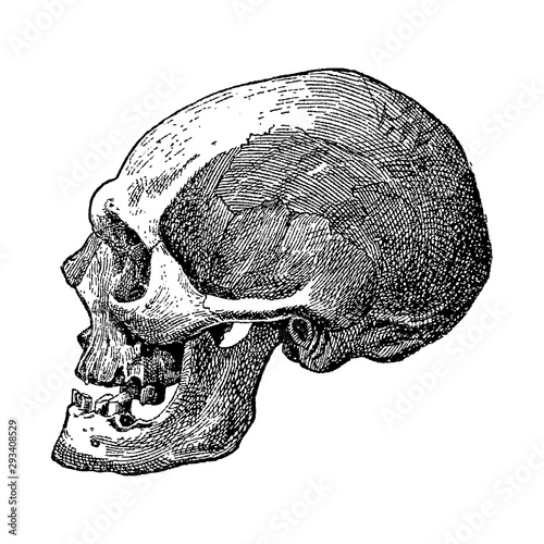 Vintage engraving of a skull
