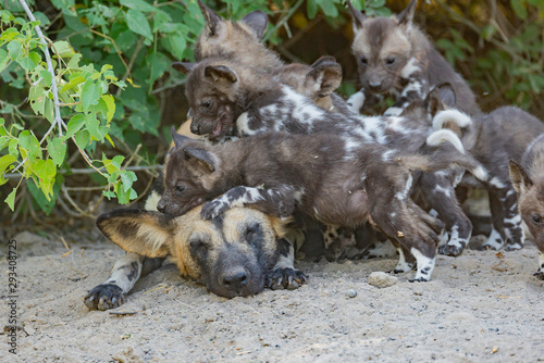 portrait of a african wild dog family  photo