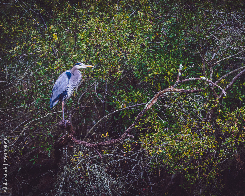 great blue heron in tree