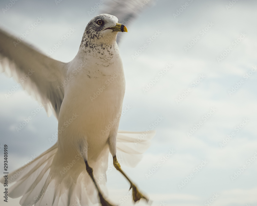 Bird