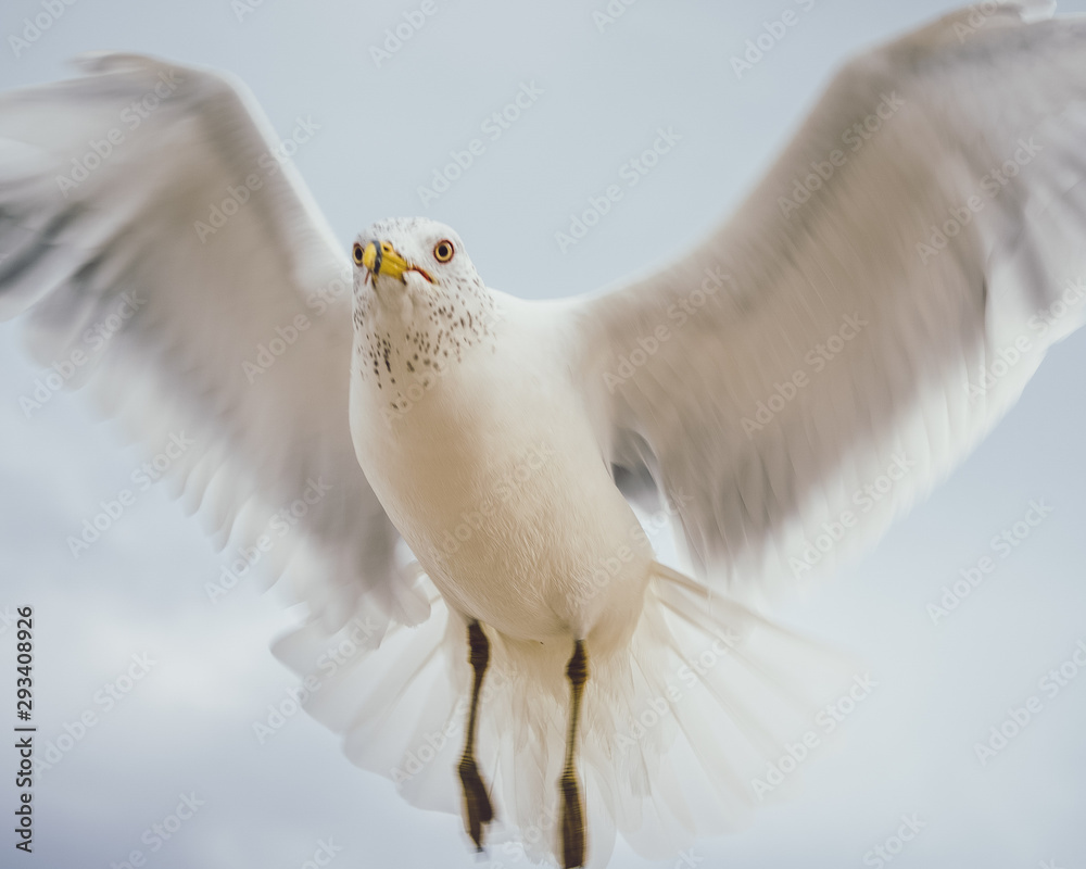 Bird