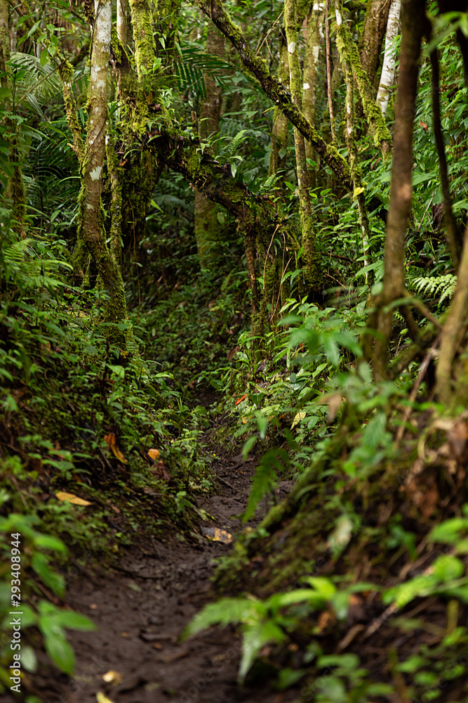 bosque bosque