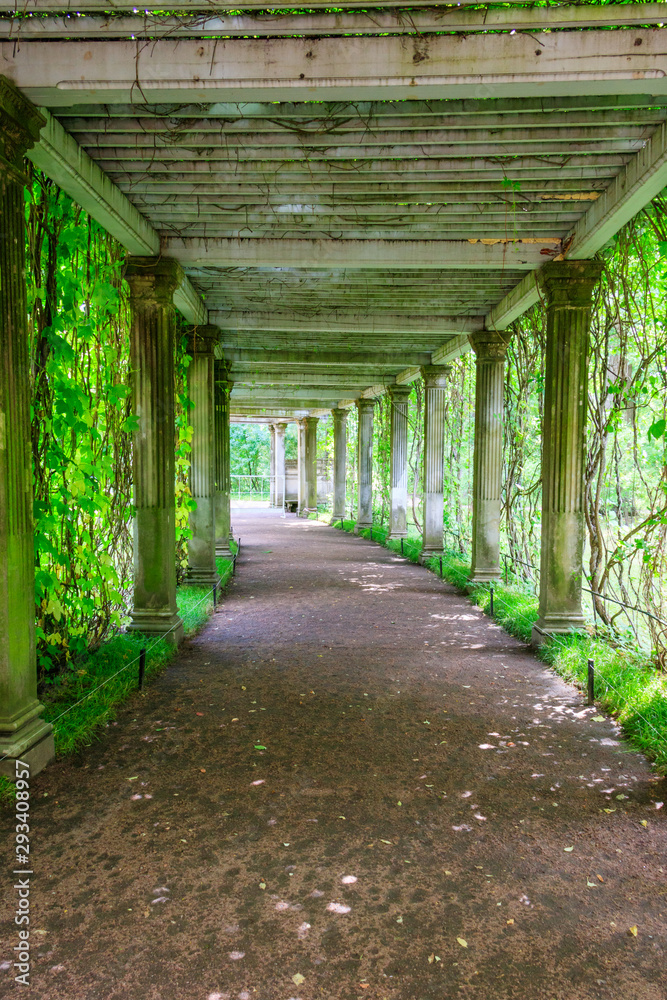 Old pergola-veranda 1865 in the Italian style twined with wild grapes at the Catherine Park in Tsarskoye Selo, Pushkin, Russia Old pergola-veranda 1865 in the Italian style twined with wild grapes at the Catherine Park in Tsarskoye Selo, Pushkin, Russia