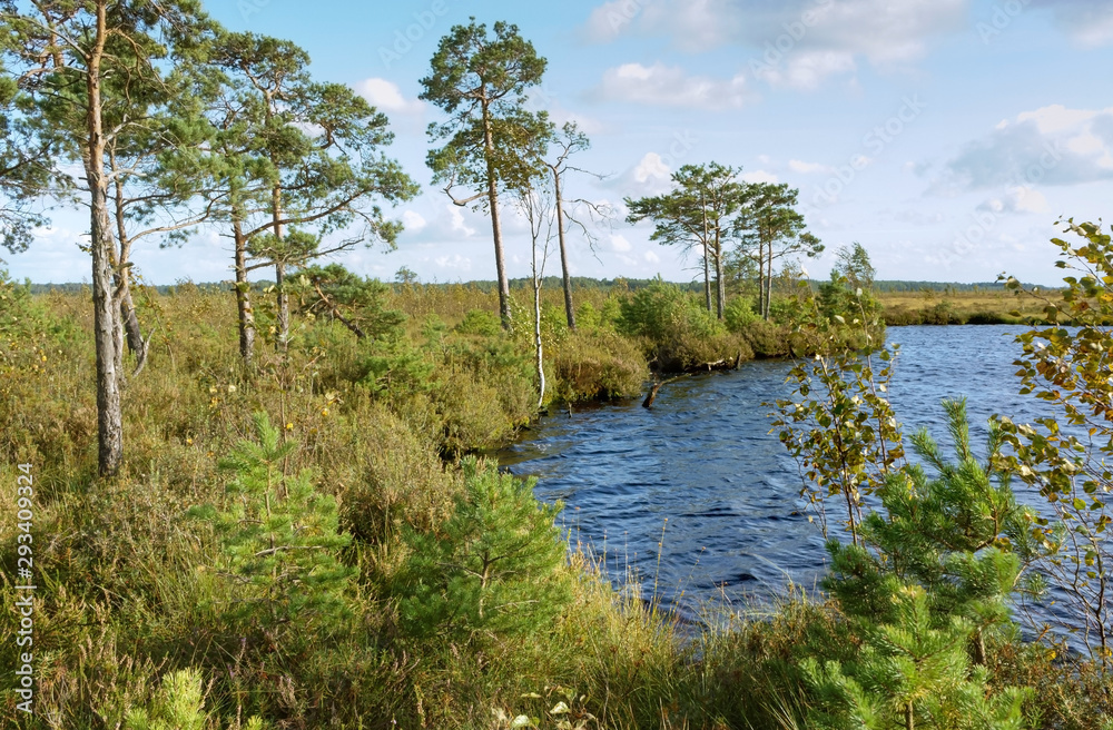Picturesque swamp in the forest. Swampy forest pond. Picturesque swamp in the forest. Swampy forest pond.