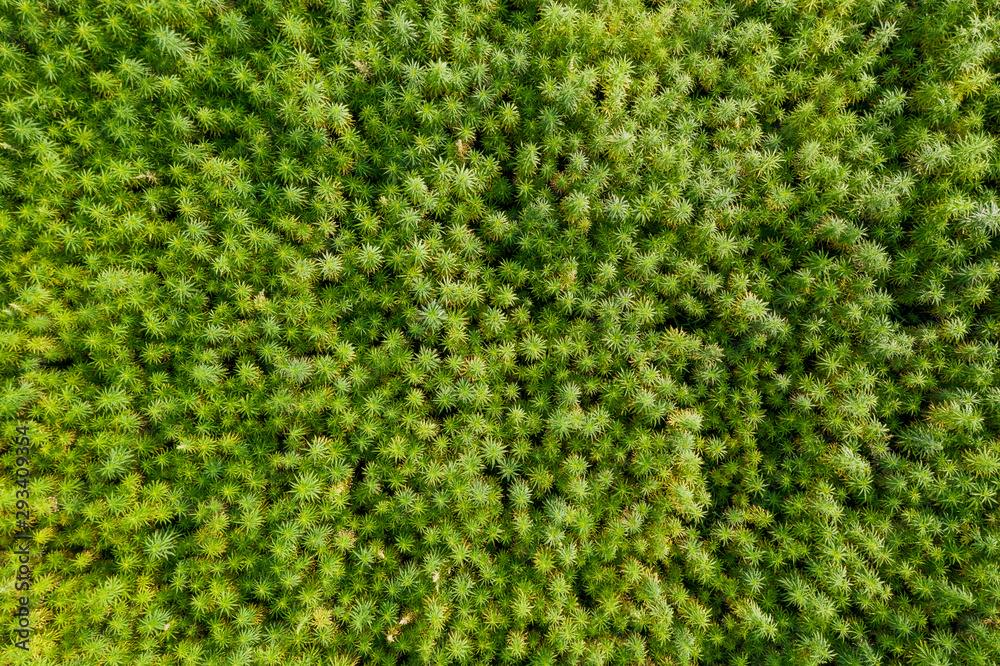 Aerial top view of a beautiful marijuana CBD hemp field Aerial top view of a beautiful marijuana CBD hemp field