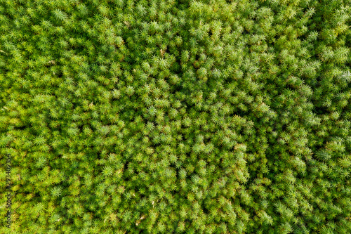 Aerial top view of a beautiful marijuana CBD hemp field