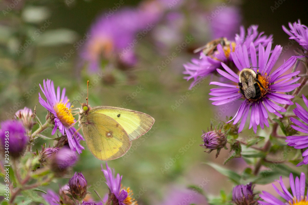 A yellow butterfly and a bumble bee feeding on purple New England aster. A yellow butterfly and a bumble bee feeding on purple New England aster.